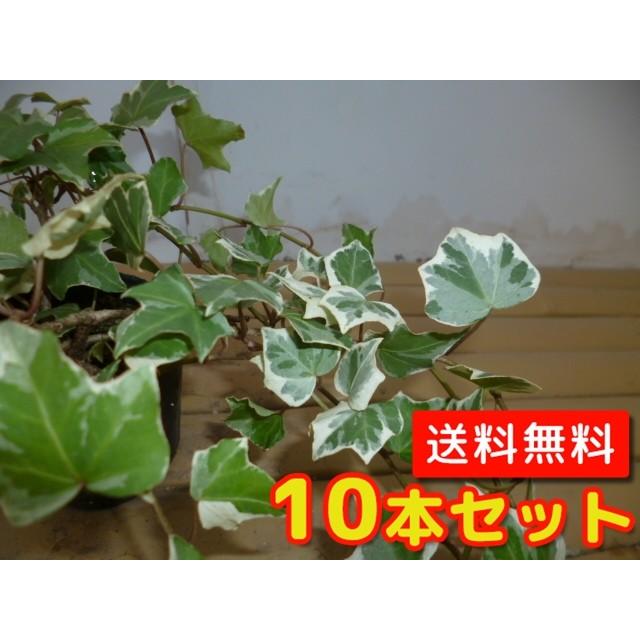 ヘデラ ヘリックス グレイシャー 長さ30cm前後 9cmポット 苗 植木 苗木 グランドカバー