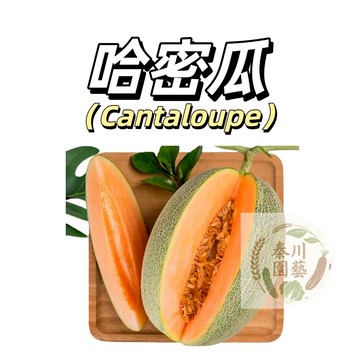 嘉義現貨（網紋紅肉哈密瓜種子） 顏值高橙肉可留種~個頭小高產好養~春秋播種甜瓜種子#熱帶爬藤水果種子