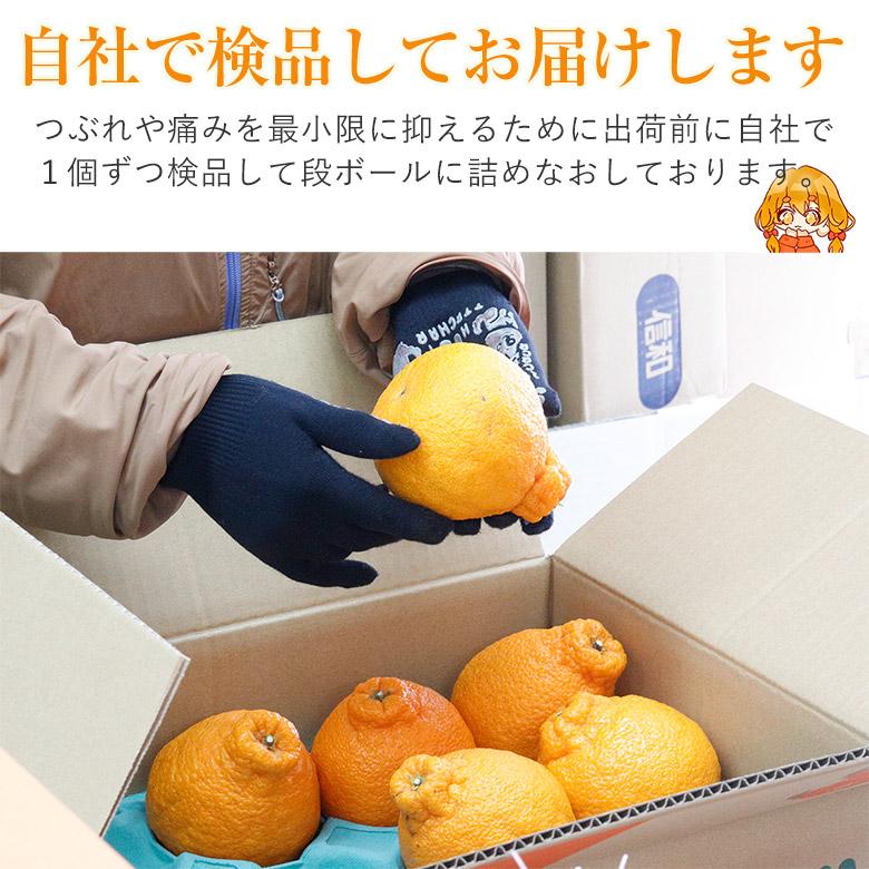 送料無料 ギフト 贈答用 デコポン サイズ お任せ 6玉 みかん 国産  国産みかん ご家庭用  みかん ご自宅用 加工用 果物 くだもの フルーツ