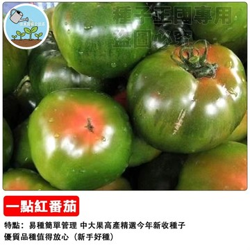 一點紅番茄種子 台灣紅番茄 桃太郎番茄 迷你番茄  小番茄 櫻桃番茄 陽台盆栽 家庭菜園 生食聖女 水果番茄