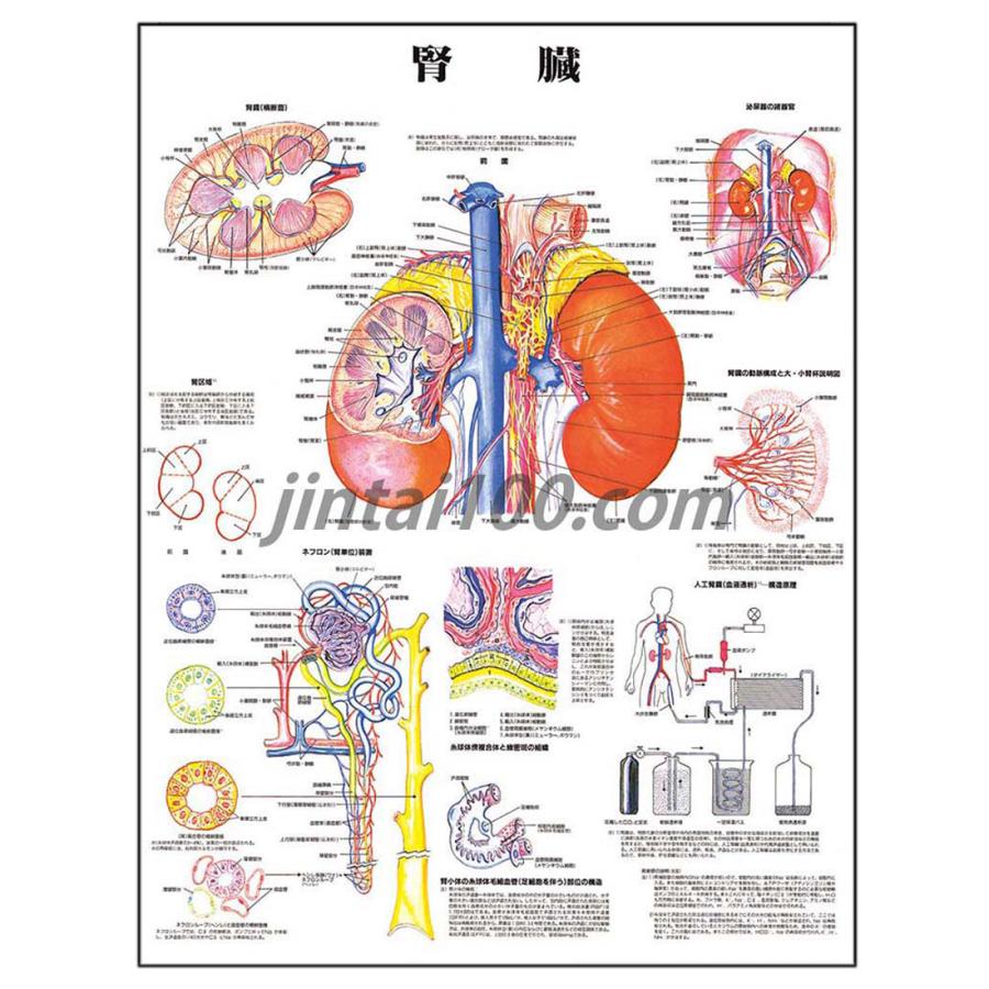 「腎臓」 医学ポスター ポスターB2サイズ  人体解剖学図ポスター 医学チャート