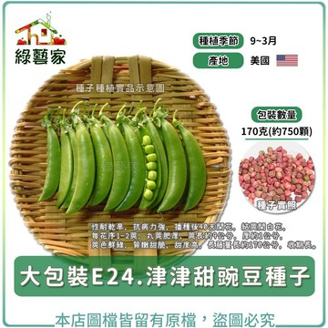 【綠藝家】大包裝E24.津津甜豌豆種子170克(約750顆)(有藥劑處理)性耐乾旱，抗病力強，播種後40天開花