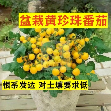 🌱早熟高產（盆栽黃珍珠番茄種子FQ-14）根系发达对土壤要求低 抗病性强 易生長  抗病抗旱易種植 高產爬藤蔬菜種子