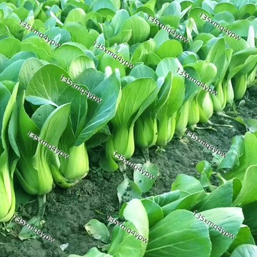 台灣現貨 上海青種子（500粒）青江菜 高產 蔬菜 居家自種快速收成 四季可播超好種 新手園藝必備 四季陽台盆栽蔬菜種子