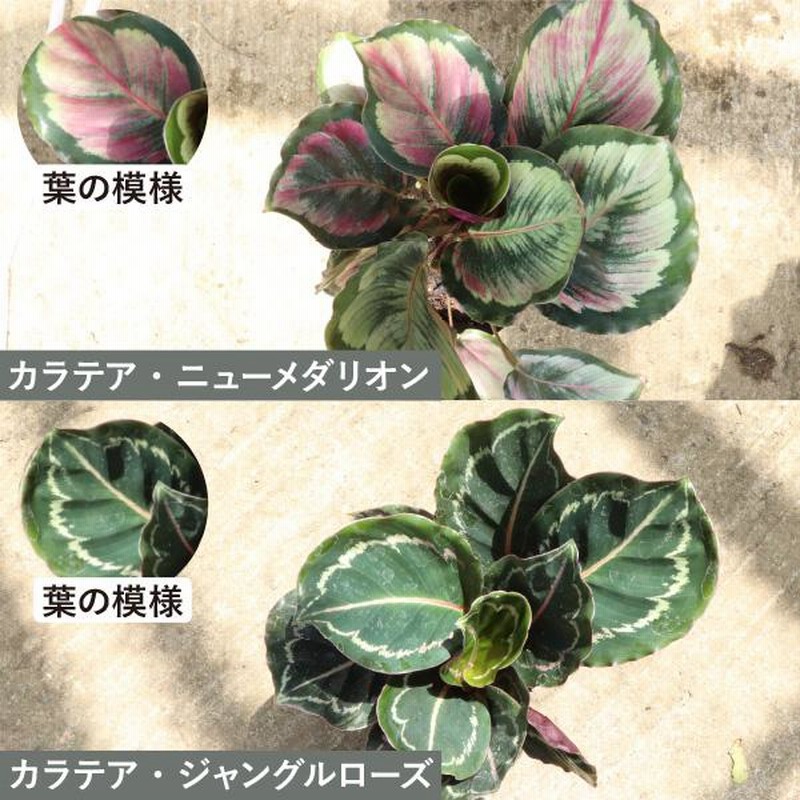 農場直送！カラテア アソートセット 3.5号鉢 10鉢 観葉植物 ［1