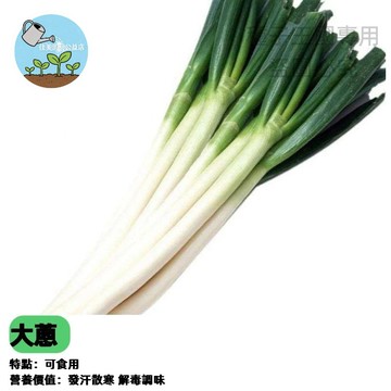 日本長蔥種子 大蔥 珠蔥 巨蔥 蔬菜種子 四季可種 陽台盆栽 家庭菜園 耐熱品種 蔥白長 台灣現貨 家庭種植
