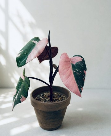 皮革製 Pink Princess粉紅公主蔓綠絨盆栽