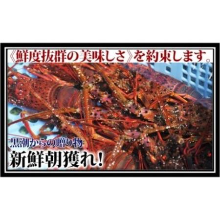 ふるさと納税 産地直送！＜生＞伊勢海老（レシピ付き）400g 高知県中土佐町