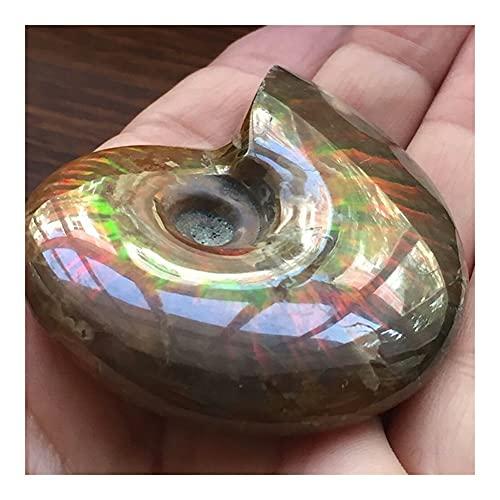 douzu Healing Crystal Madagascar Natural Iridescent Ammonite Ammolite Facet Specimen Mineral Stone Conch Paleontological Snail Fossil Collectible