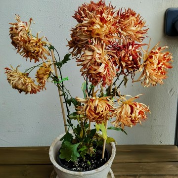 （江戶菊種子）新種子進口日系江戶菊種子 四季庭院盆栽陽台菊花種子 爆盆花卉種子 新手易種植 撒下就活
