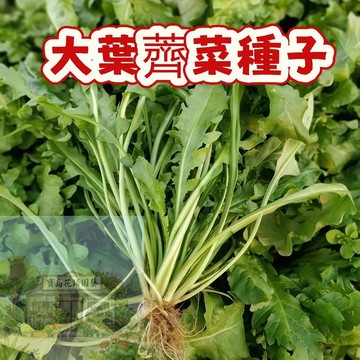 🍀 薺菜種子 野菜種子 優質新種子 出芽高 培育簡單 無需打理 易種植 味道鮮美  四季可播 陽台庭院盆栽蔬菜種子