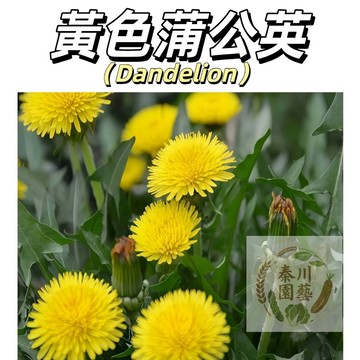 嘉義現貨（黃色蒲公英種子PGY-3）野菜婆婆丁~黃色係觀賞&藥食四季播種多年生花卉種子花海庭院野外造景