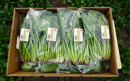 いわき農園の新鮮ほうれん草セット 4kg ホウレンソウ 野菜 YD-074