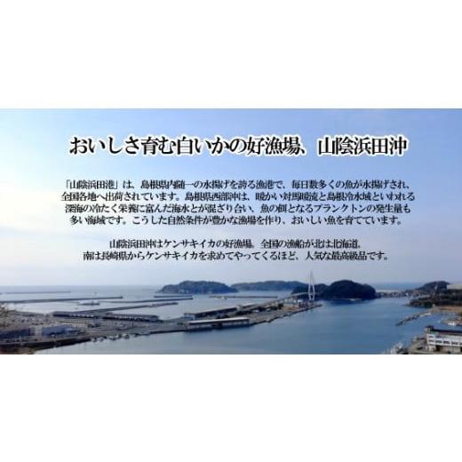 ふるさと納税 島根県 浜田市 1181.大きな「白いか一夜干し（４枚〜５枚）」