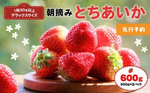 厳選朝摘み とちあいか ３Lより大きいデラックス 600g 真岡市 栃木 送料無料　