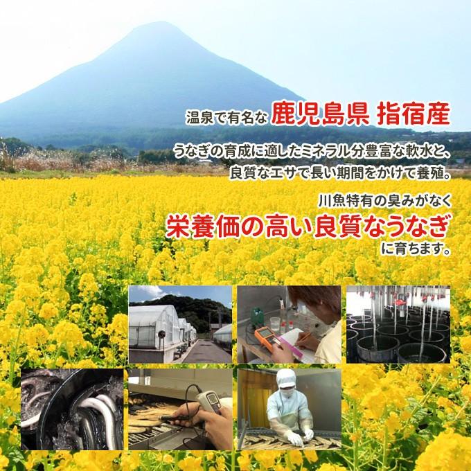 鹿児島産 新 国産 うなぎ蒲焼き 約200g 刻みうなぎ70g 送料無料 海鮮 プレゼント グルメ ギフト