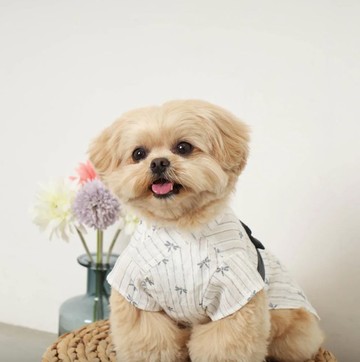 【 MONCHERI 】寵物服飾 | 蜻蜓條紋圖案浴衣