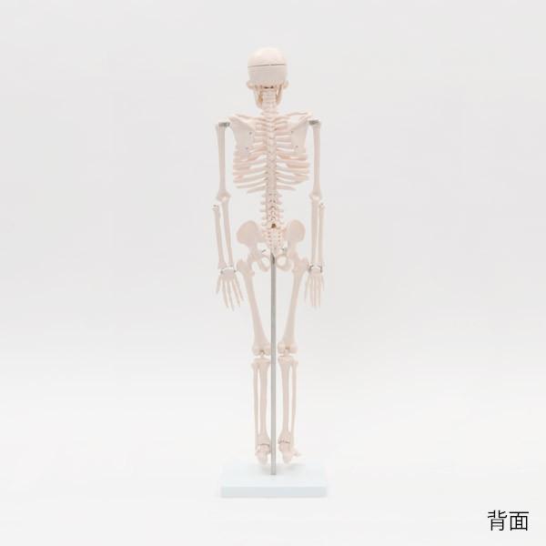 人体模型 骨格模型 7ウェルネ 全身骨格 模型 2サイズ 高さ85cm 間接模型 骨格標本 骨模型 骸骨模型 人骨模型 骨格 人体 モデル