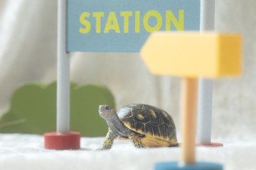 烏龜 客製化寵物手工黏土模型 含配件