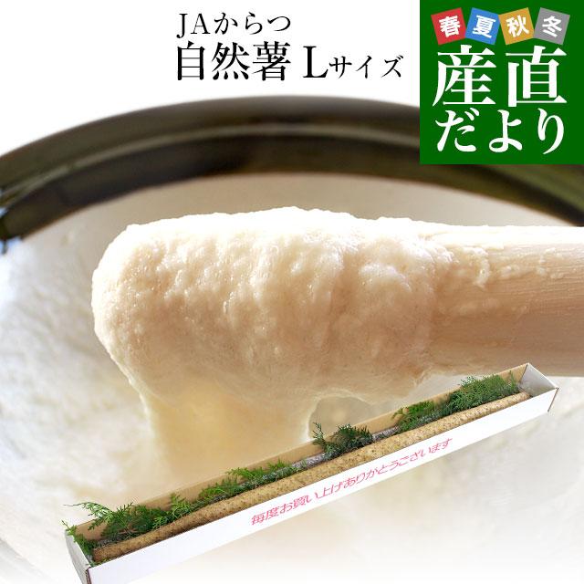 佐賀県より産地直送 JAからつ 自然薯 Lサイズ 1本入 約1キロ 化粧箱 送料無料 じねんじょ 山芋 やまいも