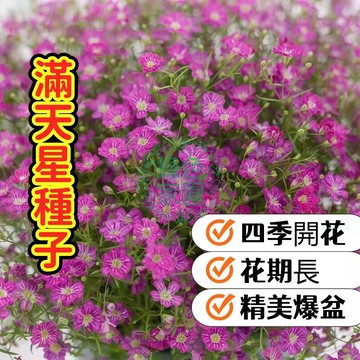 【滿天星種子】 當季新籽 超強發芽率 浪漫星空 易種好養 開花不斷 陽台盆栽 療癒花卉 新手友善  混色鮮花