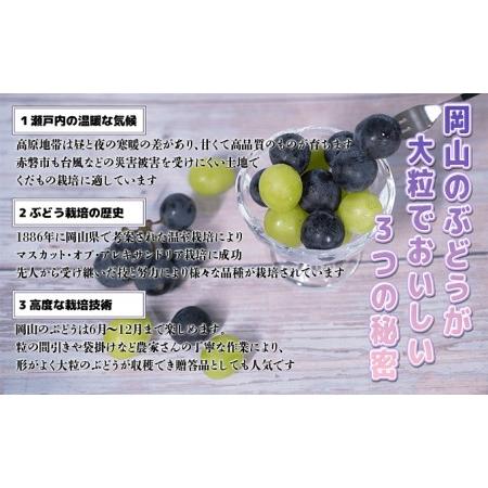 ふるさと納税 ぶどう 2024年 先行予約 ニュー ピオーネ 大粒 大房 1房 650g以上 ブドウ 葡萄 岡山県 赤磐市産 国産 フルーツ 果物 ギフト 赤坂青.. 岡山県赤磐市