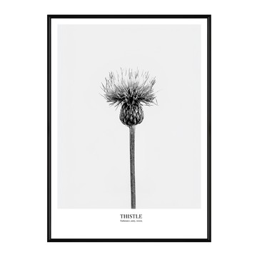 堅忍 薊草 裝飾畫  50 x 70cm  黑色