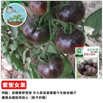 紫聖女番茄種子 紫玉小番茄 黑番茄 水果番茄 高花青素 陽台盆栽 家庭菜園 生吃沙拉 皮薄多汁 香甜可口 療癒種植