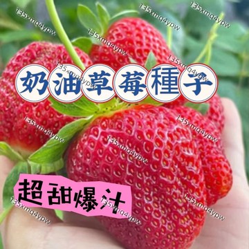現貨💥 草莓種子奶油草莓種子（250粒） 紅顏草莓 爬藤草莓 水果種子 四季開花結 陽台庭院可種植 種不活可退