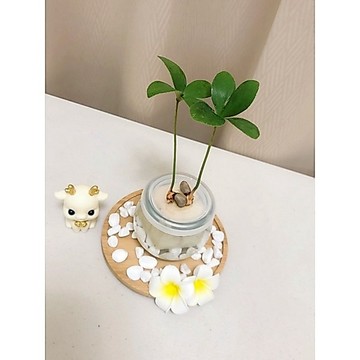 《Kamata🌈》☘️水耕 鐵葉幸福草☘️幸運草、三葉草、四葉草～另售「裸株」
