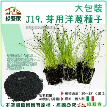 【綠藝家】【00J19】大包裝.芽用洋蔥種子40克(約1萬顆) 洋蔥芽 洋蔥苗 芽菜種子 幼苗栽培 快速發芽