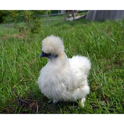 ふるさと納税 さぬき市 烏骨鶏の卵20個(ふるさと納税限定特別セット)