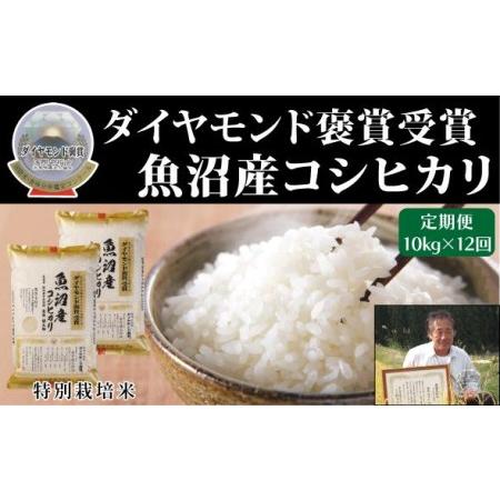 ふるさと納税 魚沼産こしひかり　 １０kg（5kg ×２）×全１２回 新潟県