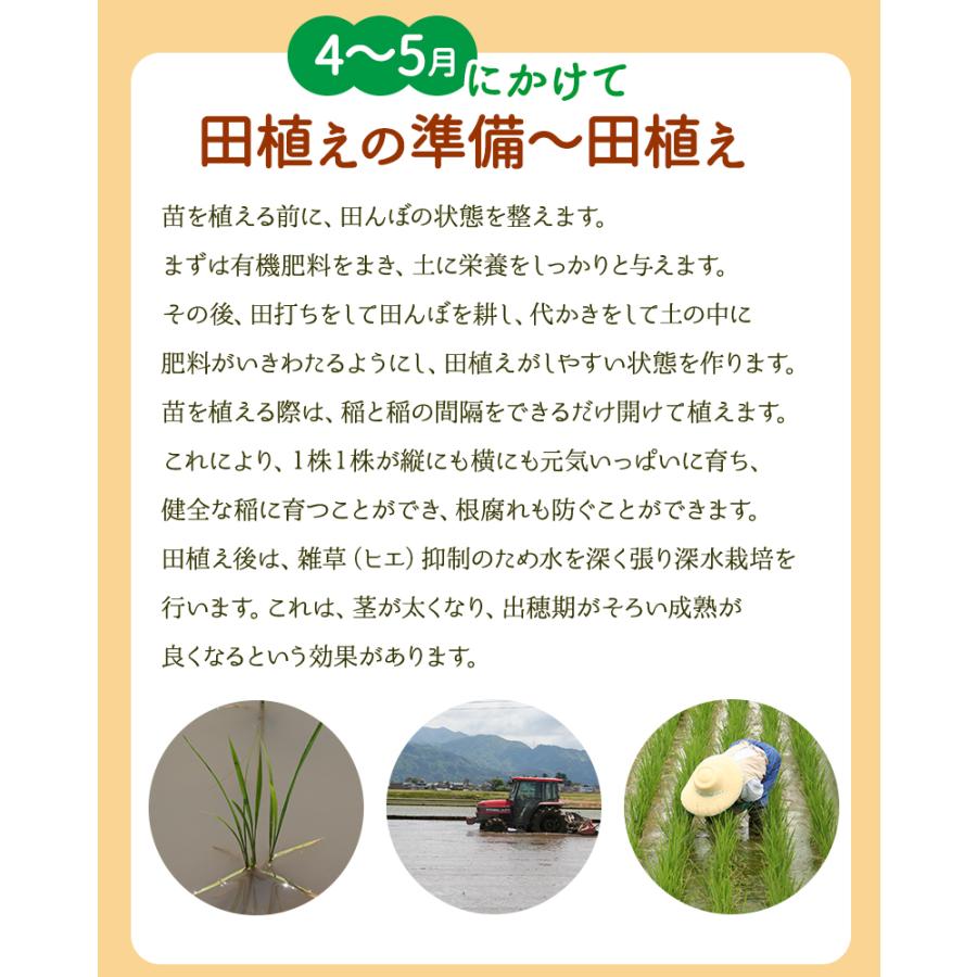 黒米（紫黒苑・古代米）1kg 福井県令和5年産 無農薬・無化学肥料栽培