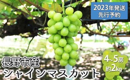 ぶどう 先行予約 長野市産 シャインマスカット3～4房 約2kg 朝採り 葡萄 ブドウ フルーツ 果物 シャイン マスカット デザート おやつ 信州 2024年秋発