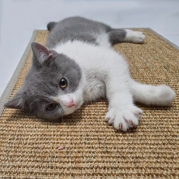 衛可防滑貓抓板 劍麻加厚大號貓爪板貓窩籠子地毯地墊磨爪器定制