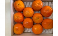 富有柿 赤秀品 3Lサイズ 化粧箱（10個）