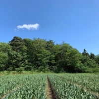 田子町産熟成黒にんにく 1kg