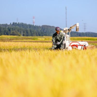 ふるさと納税 十日町市 生産農家直送!生産地・生産者限定魚沼産コシヒカリ「イネノハ」精米(5kg×1袋)