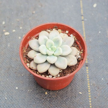 荳荳多肉植物與小雜貨 達摩秋麗 Pinkoi 設計購物網站 Line購物