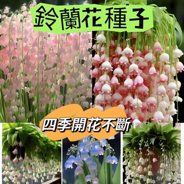 蝦皮熱銷  鈴蘭花種子 花束禮物  稀有品種  四季陽台庭院盆栽 四季開花濃香好養花卉 植物種子花種子辦公室觀賞花卉綠植