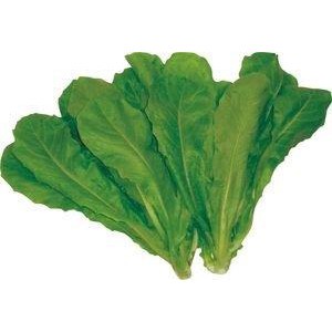 【拈花微笑】圓葉A菜｜種子｜10g｜非基因改造種子｜蔬菜｜蔬果｜有機無毒｜高發芽率