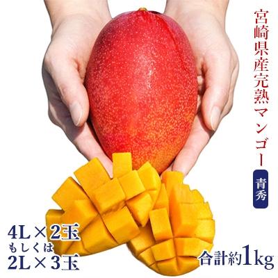 ふるさと納税 宮崎県 ◇宮崎県産完熟マンゴー[青秀] 合計約1kg(2〜3玉)