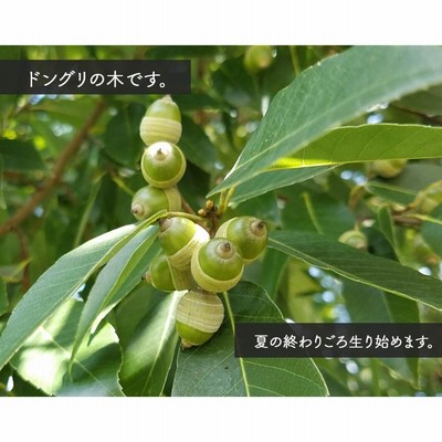 シラカシ 約120cm 常緑 植木 庭木 シンボルツリー 白樫 カシの木 どんぐり 庭植え 目隠し ガーデニング 植物 生垣 ホワイトオーク |  LINEブランドカタログ