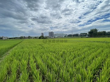 桃市新屋區近景碩科技臨路5米美田(1)｜桃園市新屋區石磊子