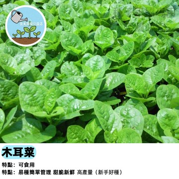 【台灣現貨】大葉木耳菜種子 ～ 速生豆腐菜 皇宮菜 落葵 川七 胭脂菜 天然有機 家庭菜園 陽台盆栽 易種植 好收成
