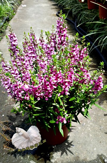 粉色天使花盆栽 5吋盆活體室外植物開花植物盆栽 Yahoo奇摩超級商城 Line購物