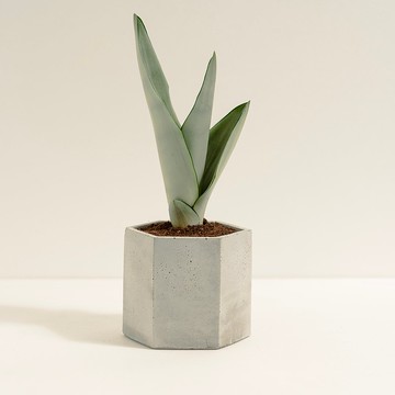 銀后虎尾蘭│泥作系列│福所栽