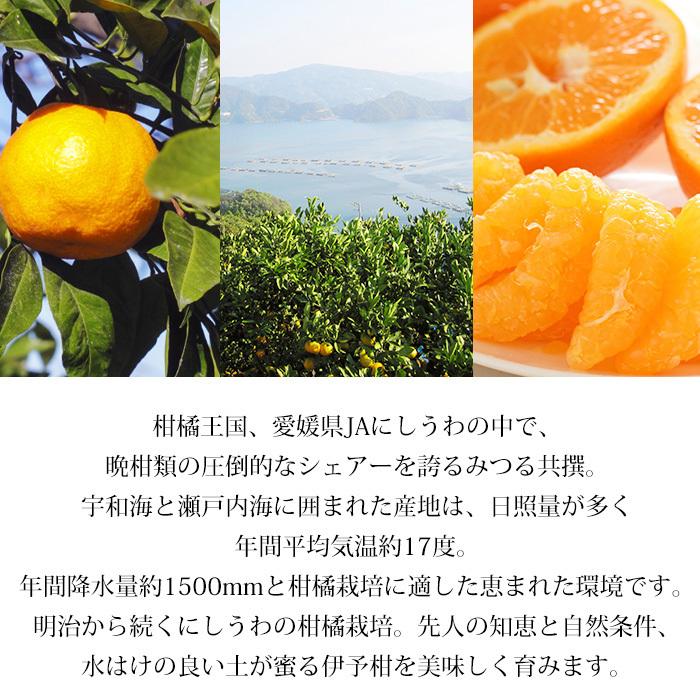 みかん 愛媛県産 伊予柑 蜜る 特秀品 約10kg 2L〜3Lサイズ 30〜36個