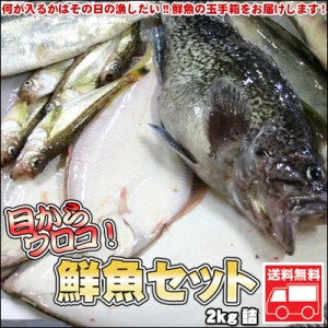 鮮魚セット 2kg 業務用 活 居酒屋 送料無料 北海道産 ※沖縄送料別途加算